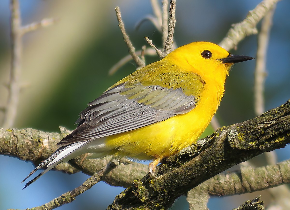 Prothonotary Warbler - Robert Bochenek