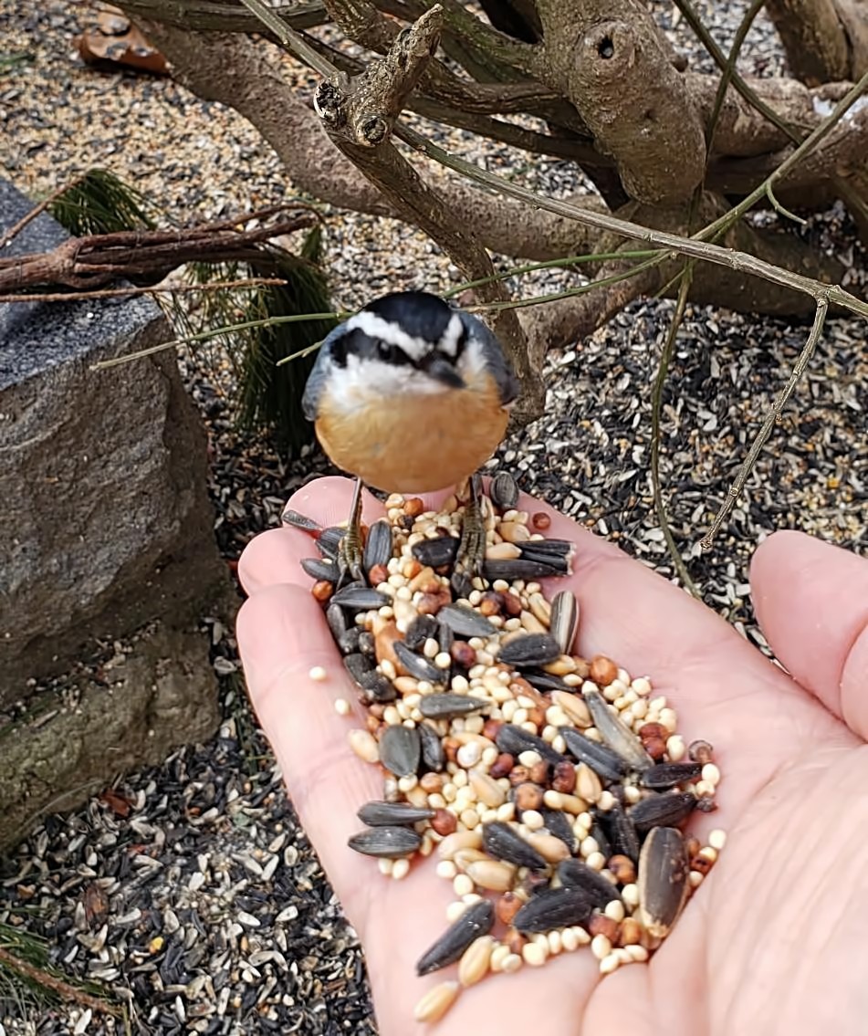 Red-breasted Nuthatch - ML419675111