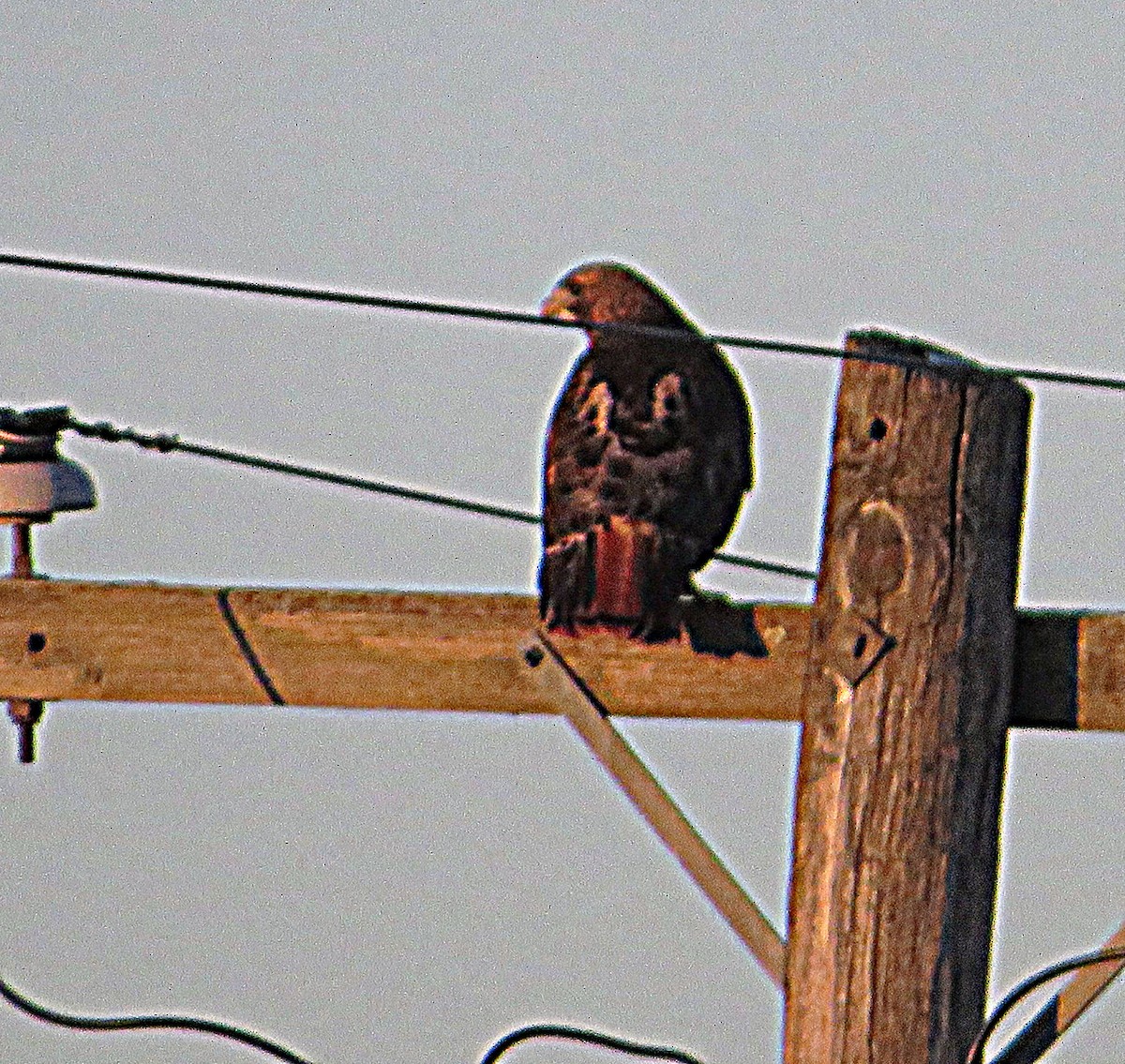 Red-tailed Hawk - ML419675331