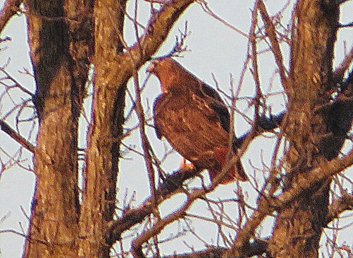 Red-tailed Hawk - ML419675611