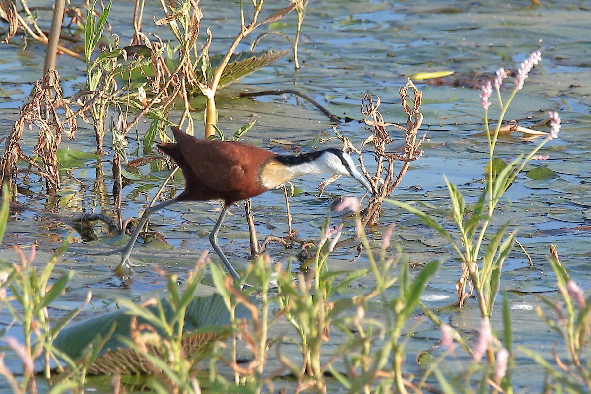 Blaustirn-Blatthühnchen - ML419675761