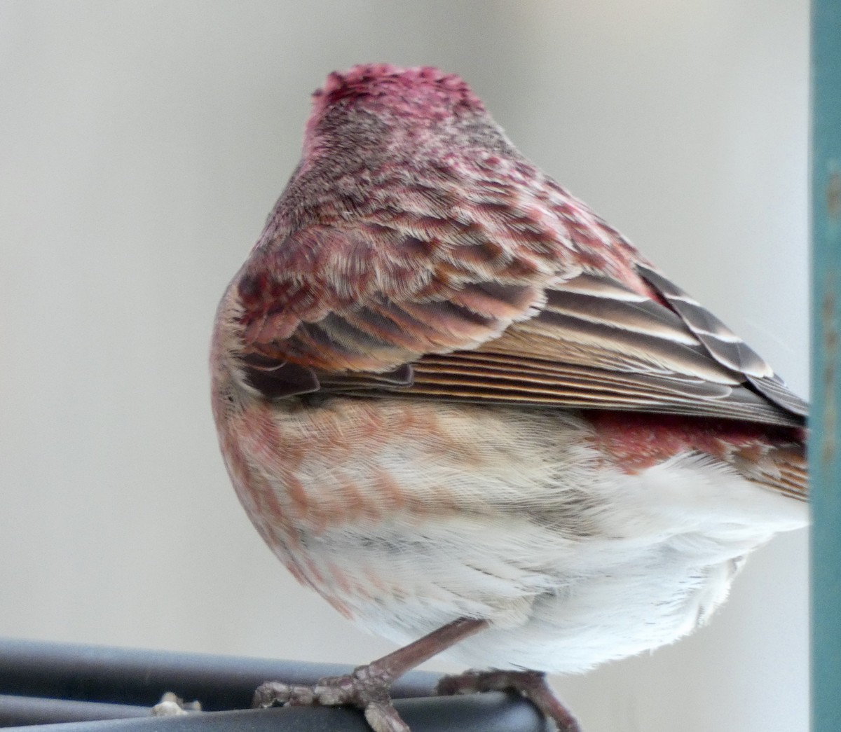 Purple Finch - ML419676741