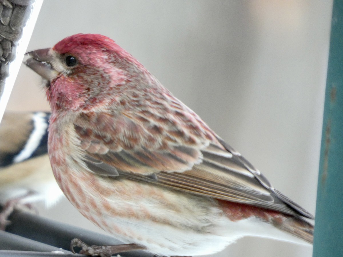 Purple Finch - ML419676841