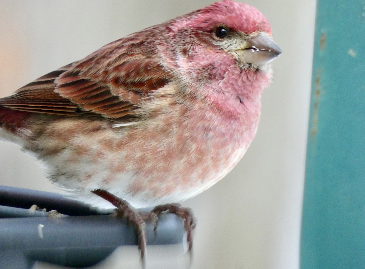 Purple Finch - ML419676891