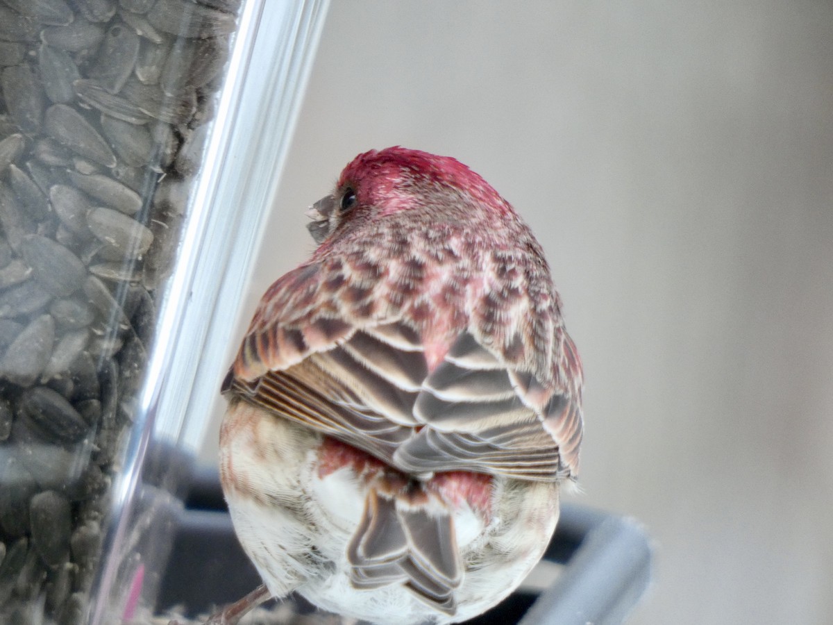 Purple Finch - ML419676901
