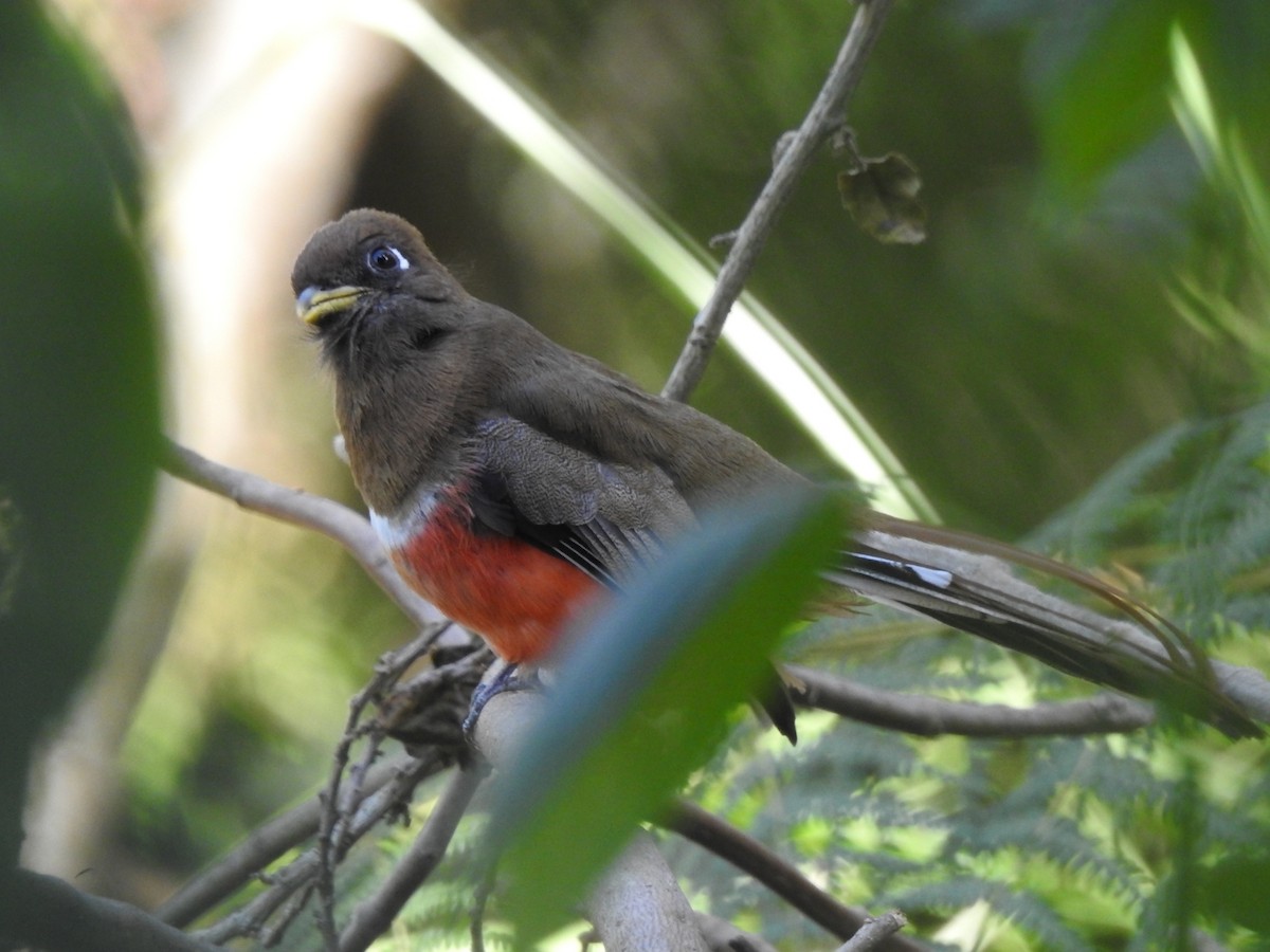 Collared Trogon - ML419676951