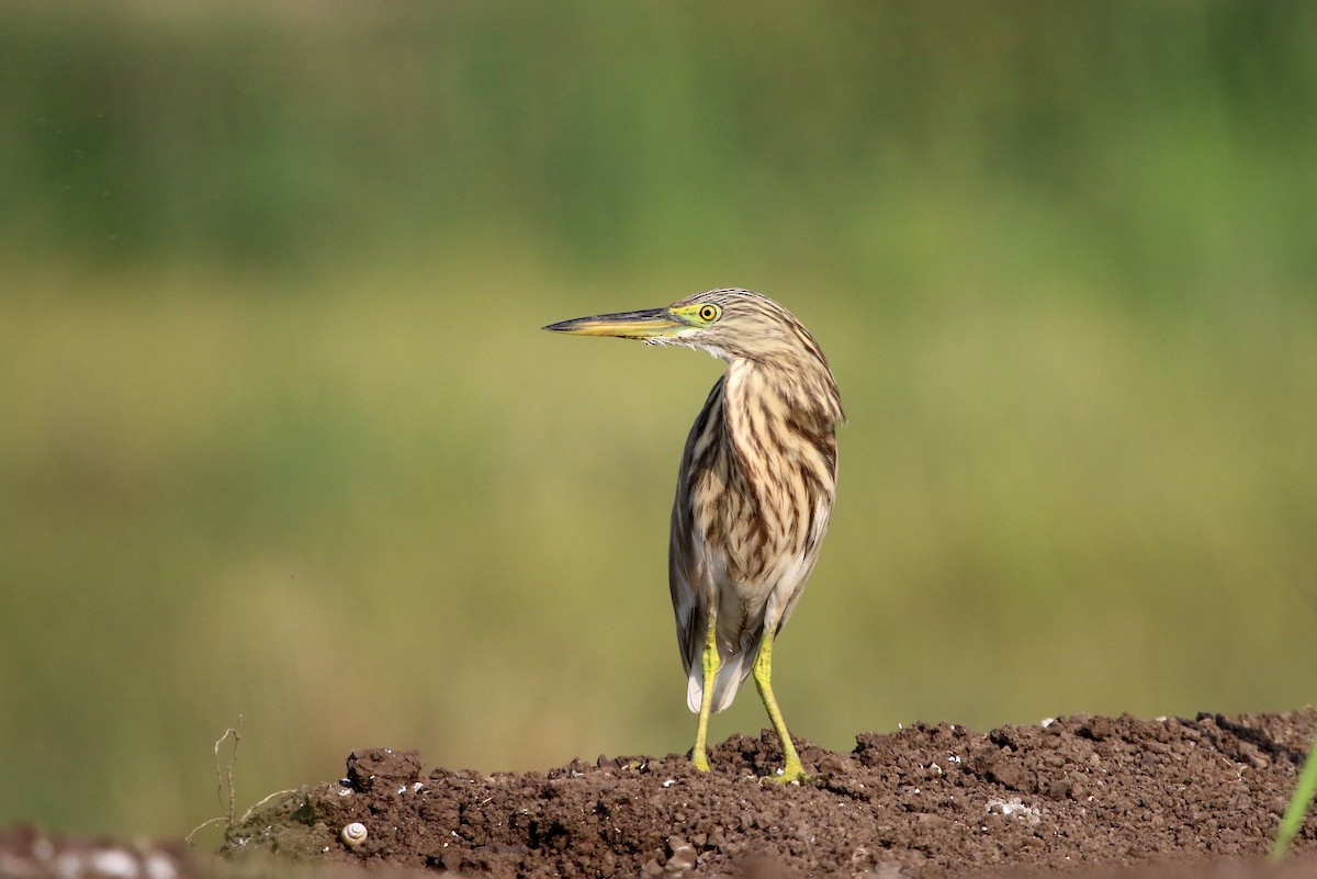 Indian Pond-Heron - ML41967701