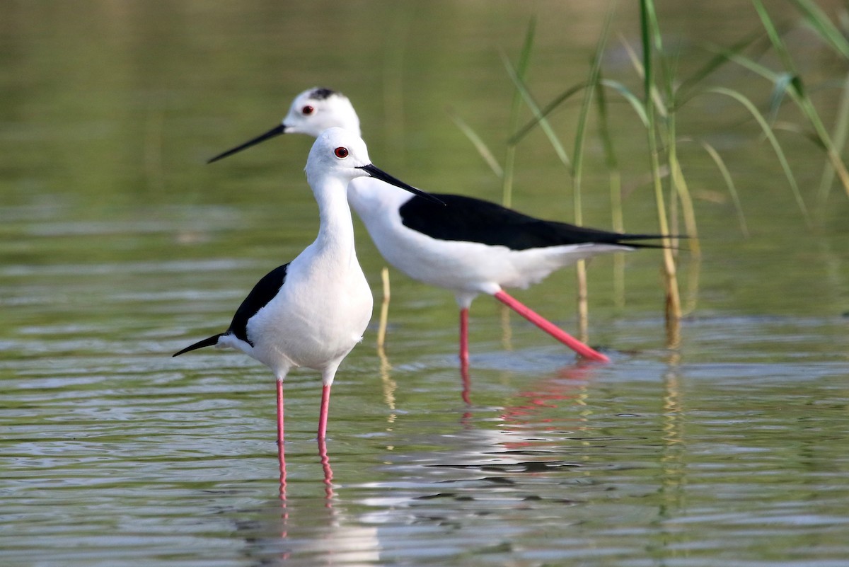 Black-winged Stilt - ML41967721