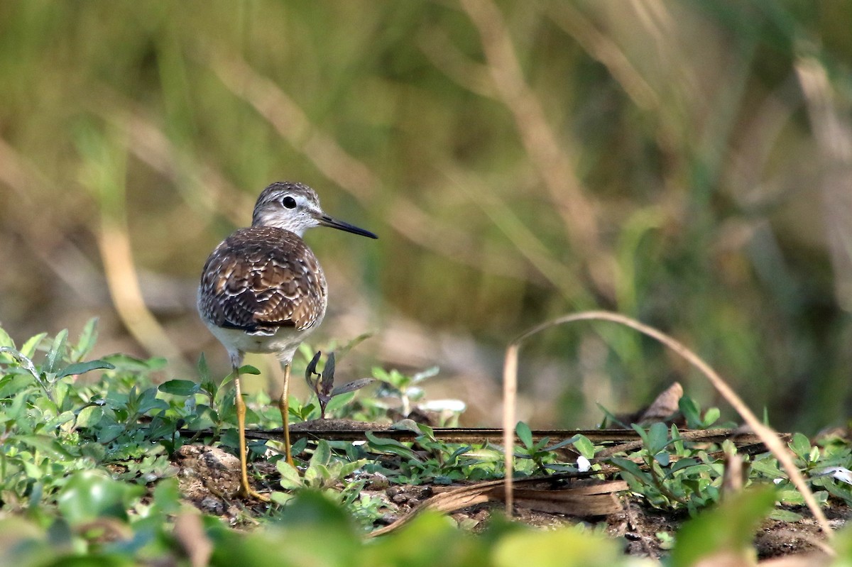 Wood Sandpiper - ML41967751