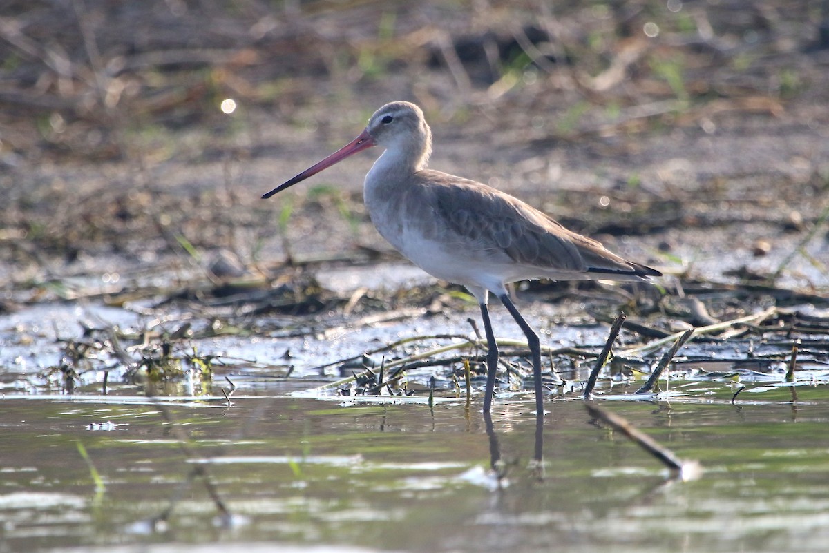 Black-tailed Godwit - ML41967761