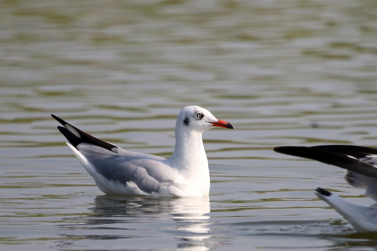 Brown-headed Gull - ML41967781