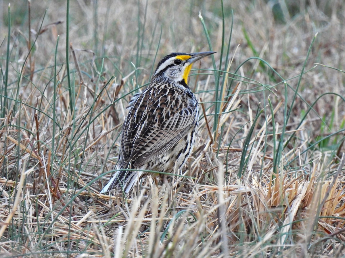 Eastern Meadowlark - ML419678141