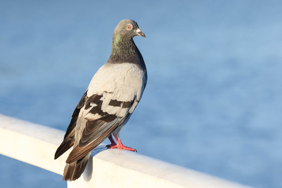 Rock Pigeon (Feral Pigeon) - Ged Tranter