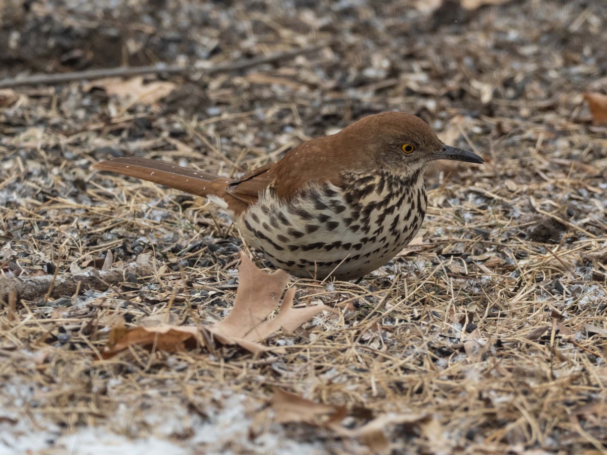 Brown Thrasher - ML419679361