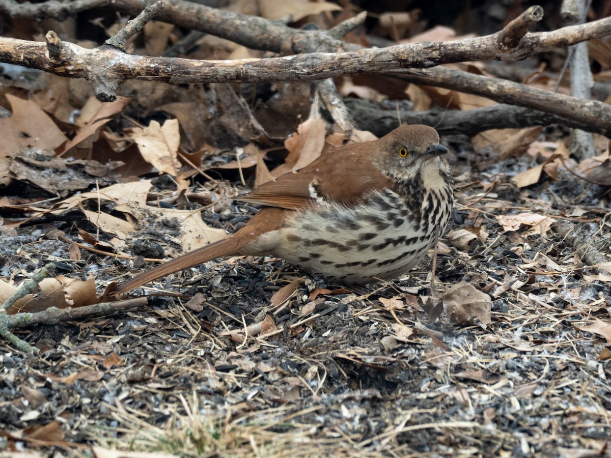 Brown Thrasher - John Zempel