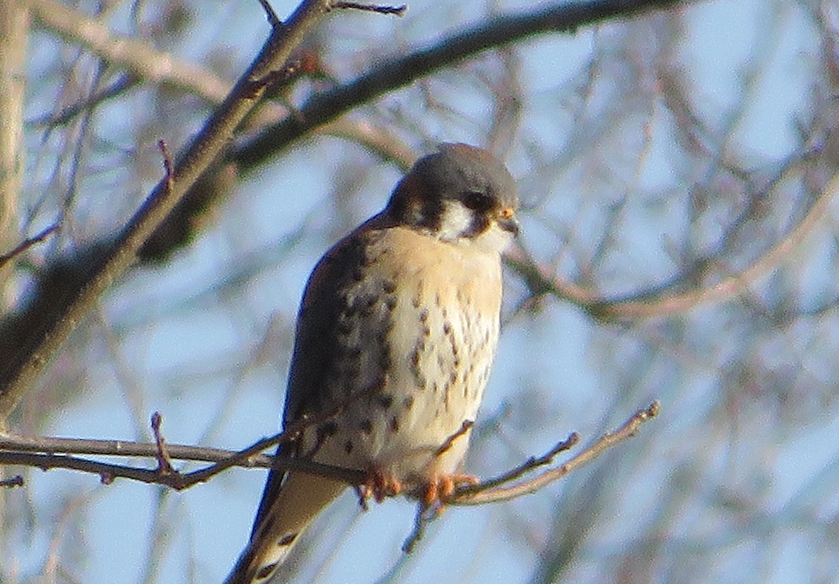 American Kestrel - ML419679901