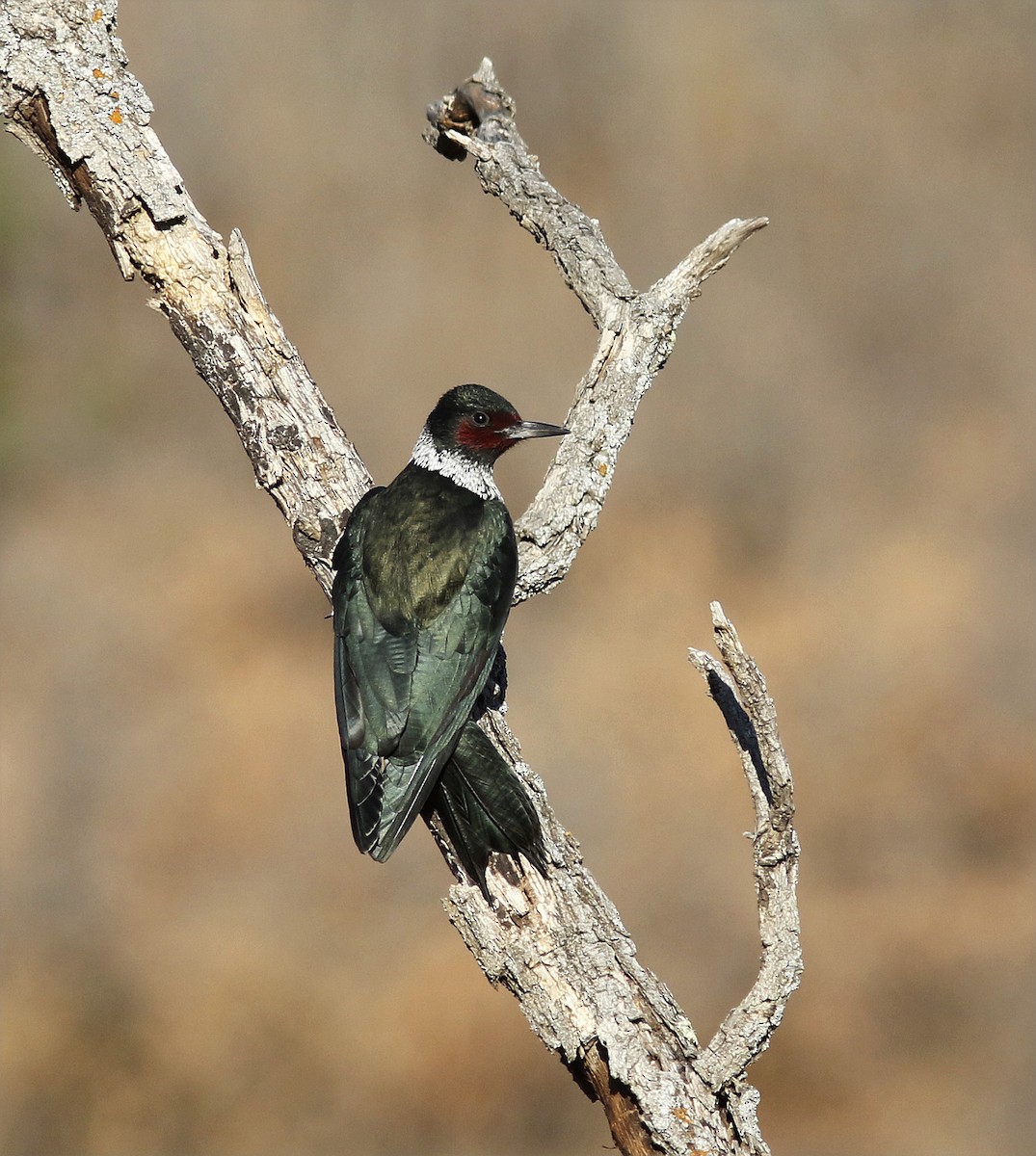 Lewis's Woodpecker - ML41967991