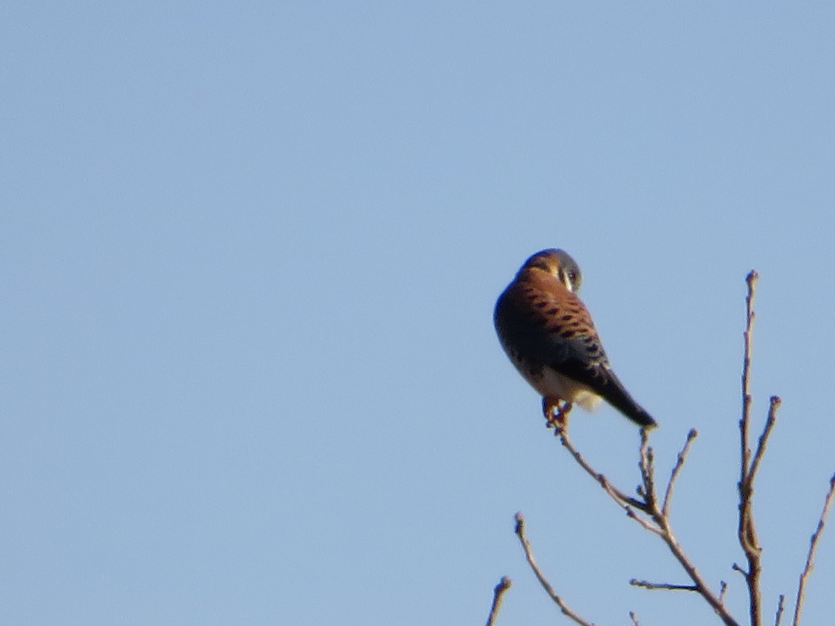 American Kestrel - ML419679931