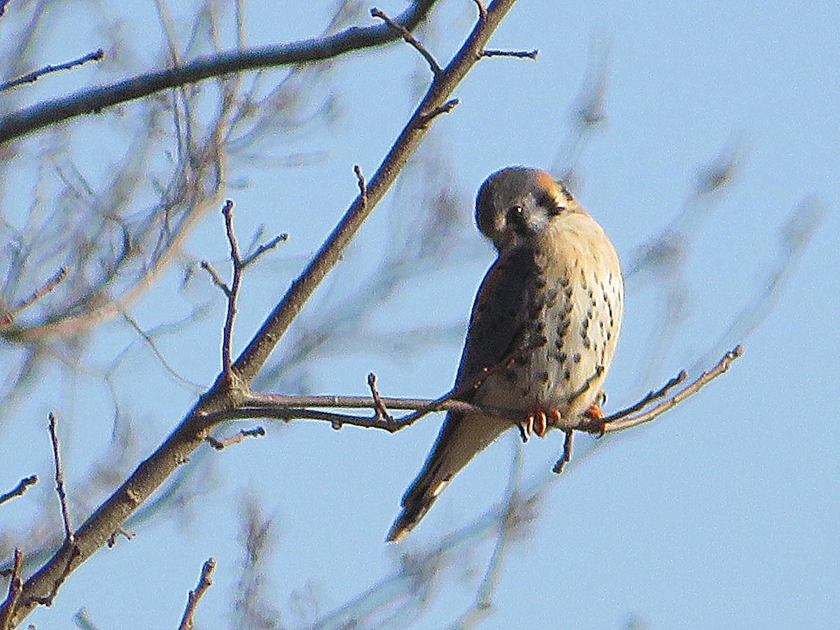 American Kestrel - ML419679941