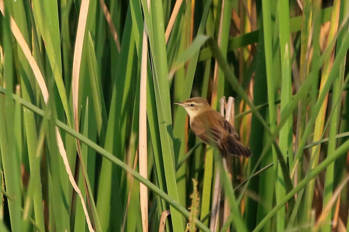 Paddyfield Warbler - ML41968051