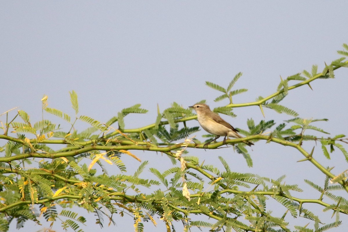 Common Chiffchaff - Sneha Gupta