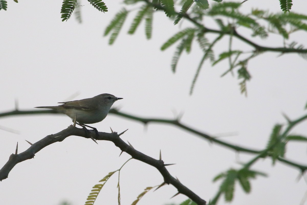 Common Chiffchaff - ML41968071