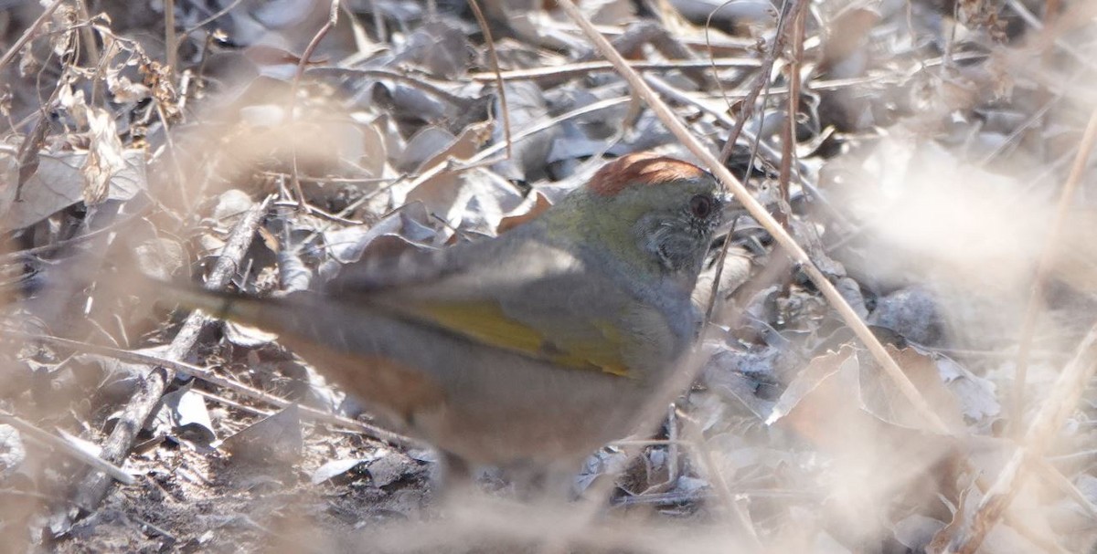 Green-tailed Towhee - ML419680721