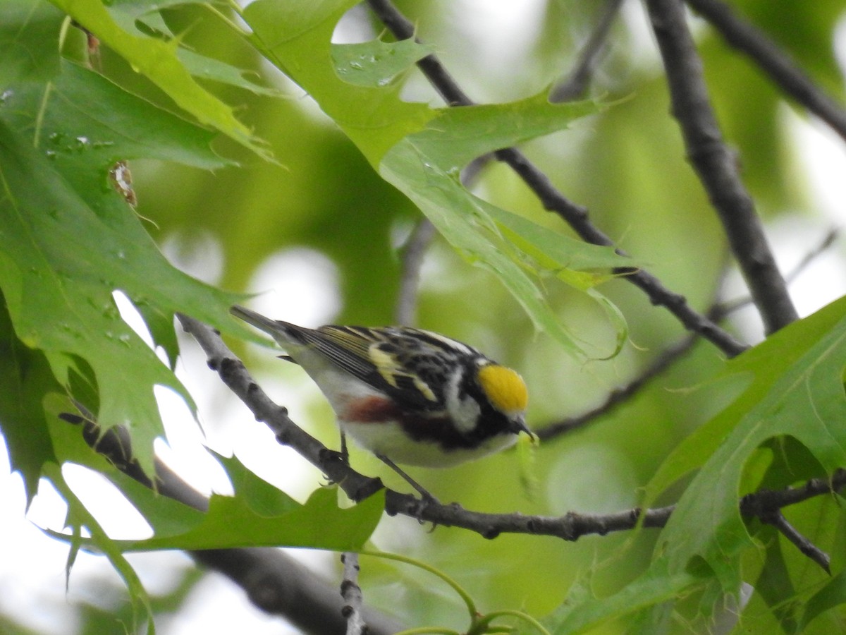 Paruline à flancs marron - ML419681301