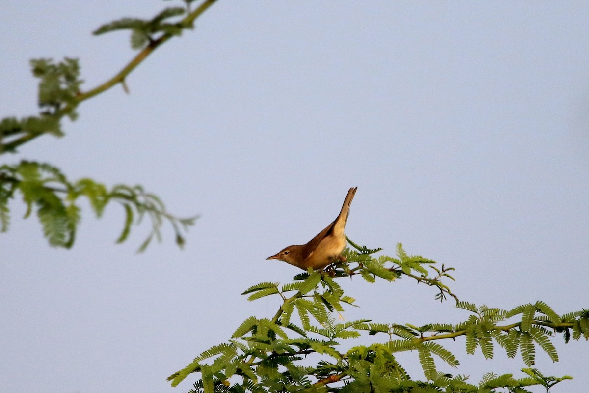 Blyth's Reed Warbler - ML41968141