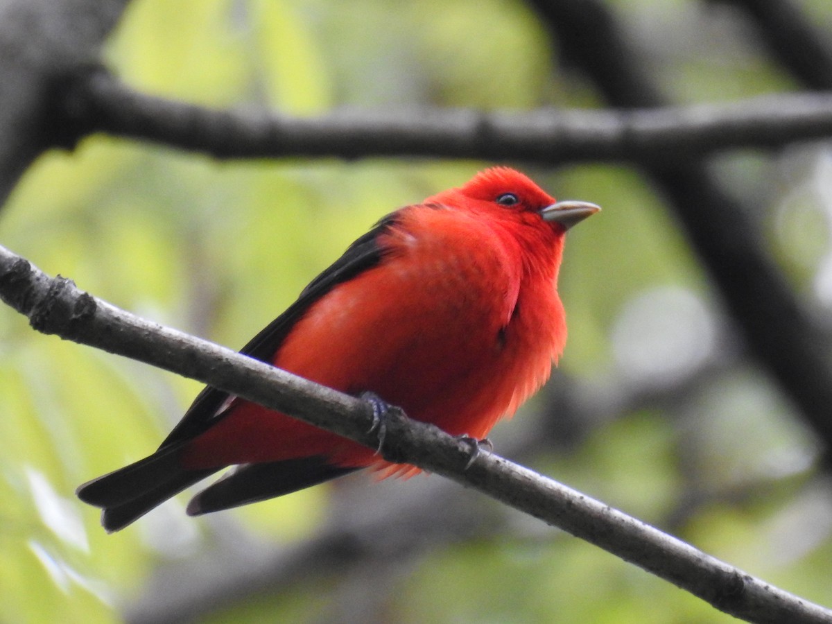 Scarlet Tanager - ML419681611
