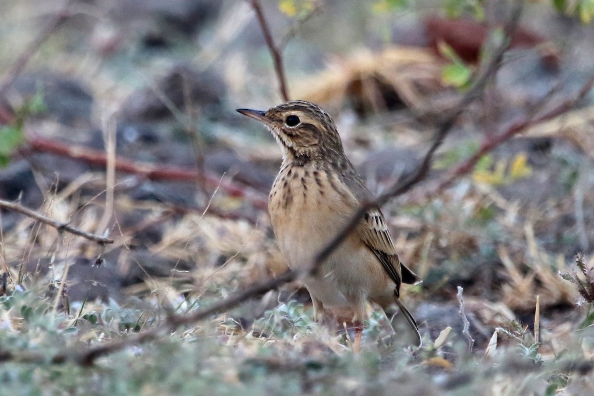 Paddyfield Pipit - ML41968341