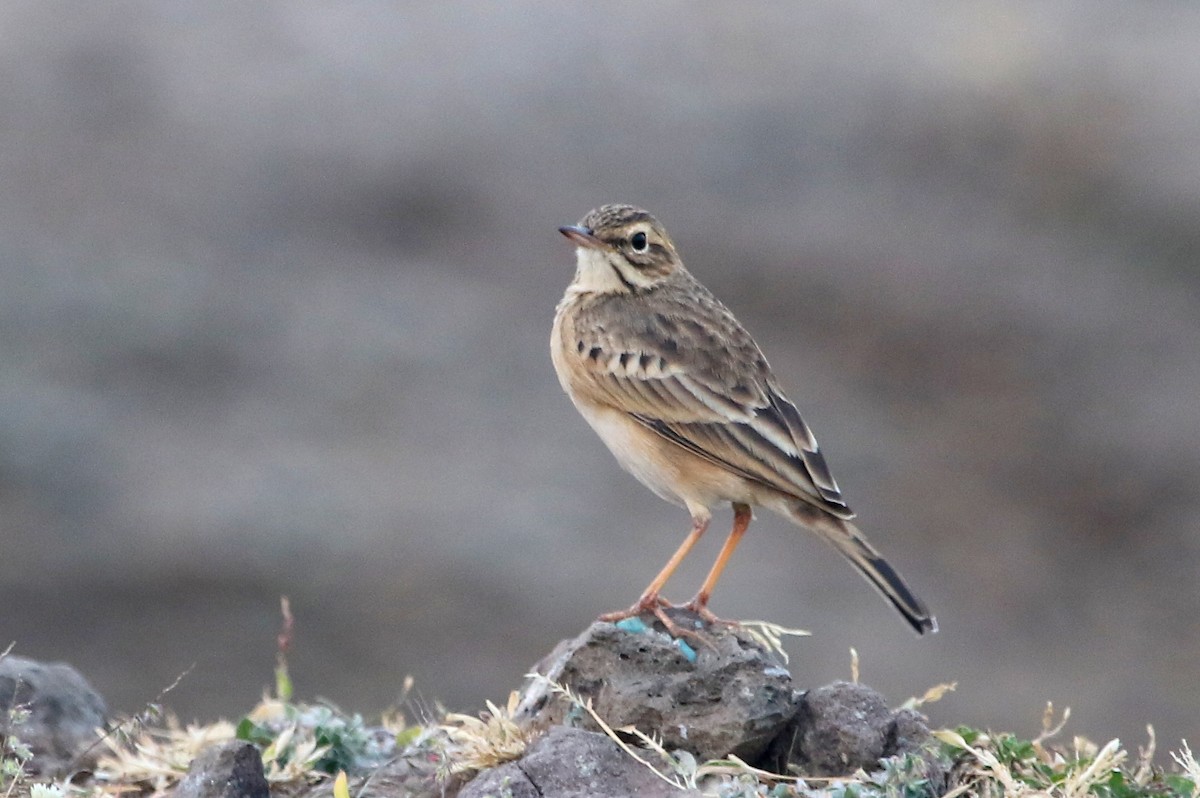 Paddyfield Pipit - ML41968351