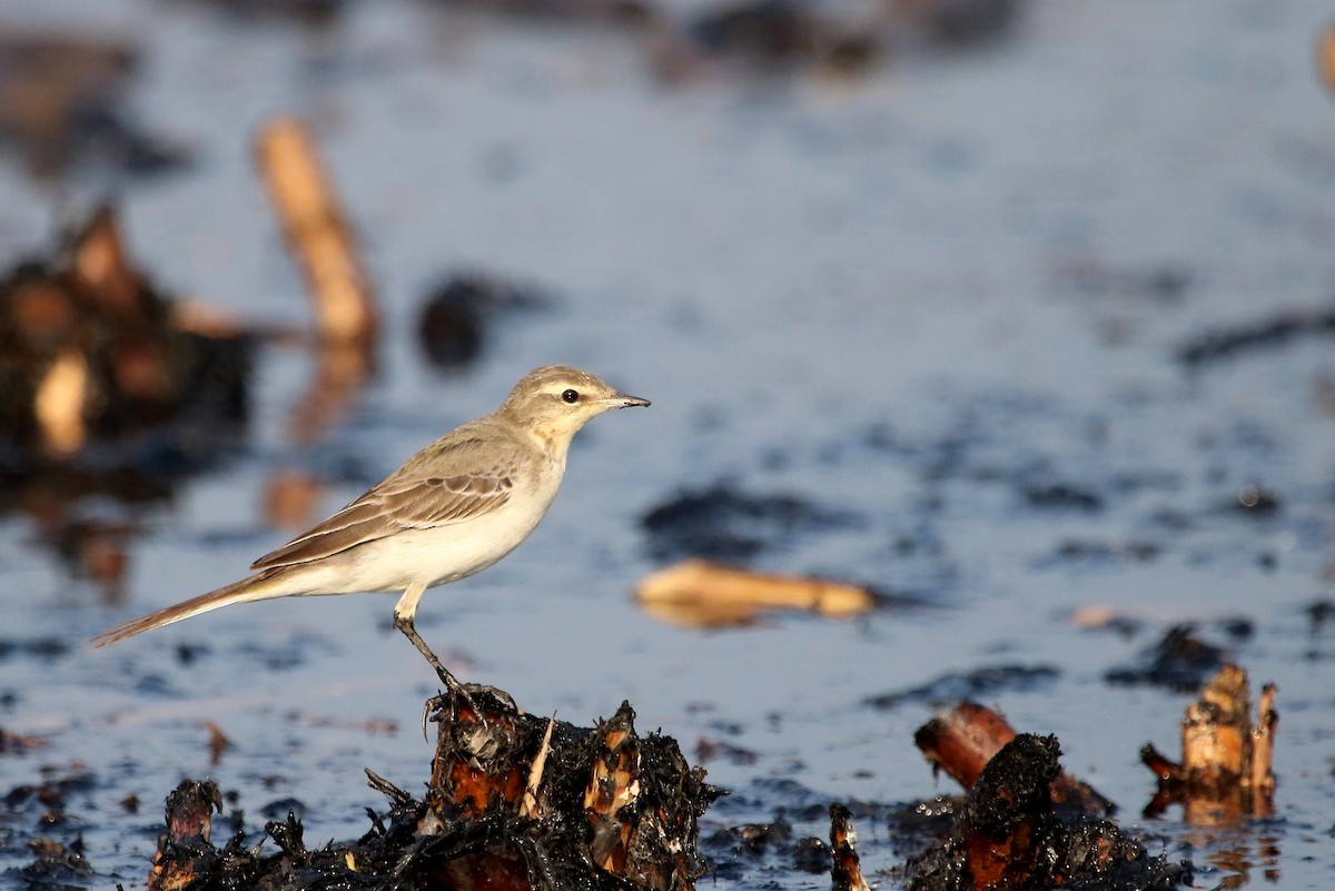 Western Yellow Wagtail - ML41968381