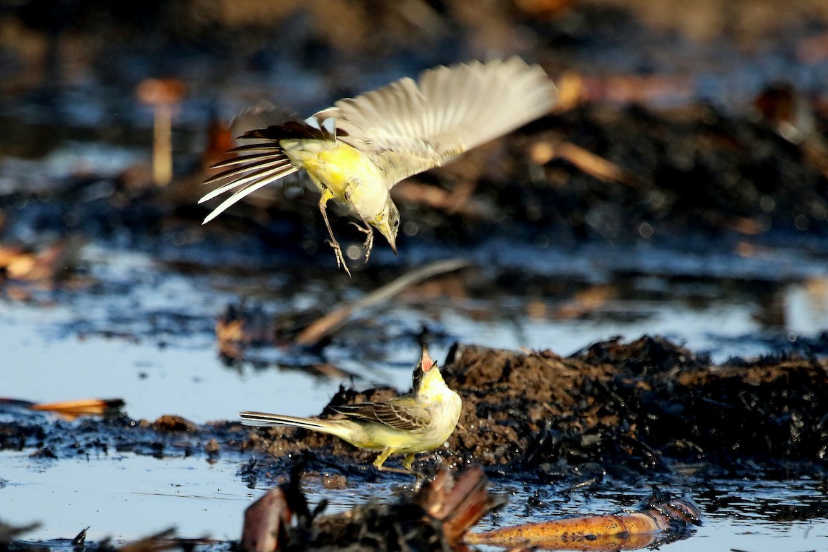 Western Yellow Wagtail - ML41968401