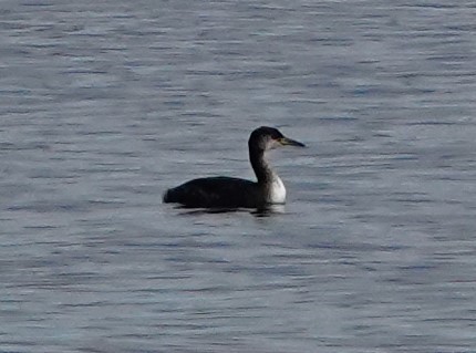 Red-necked Grebe - ML419684741