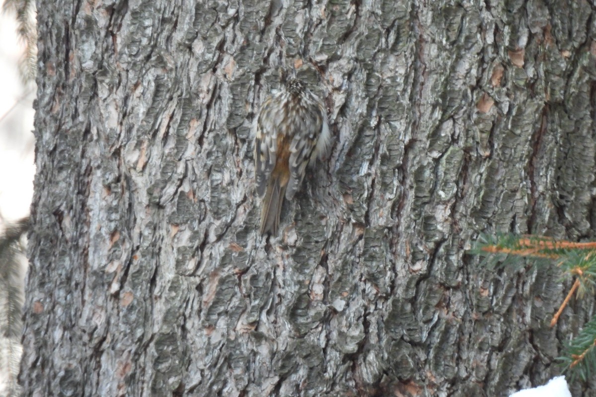 Brown Creeper - ML419685201