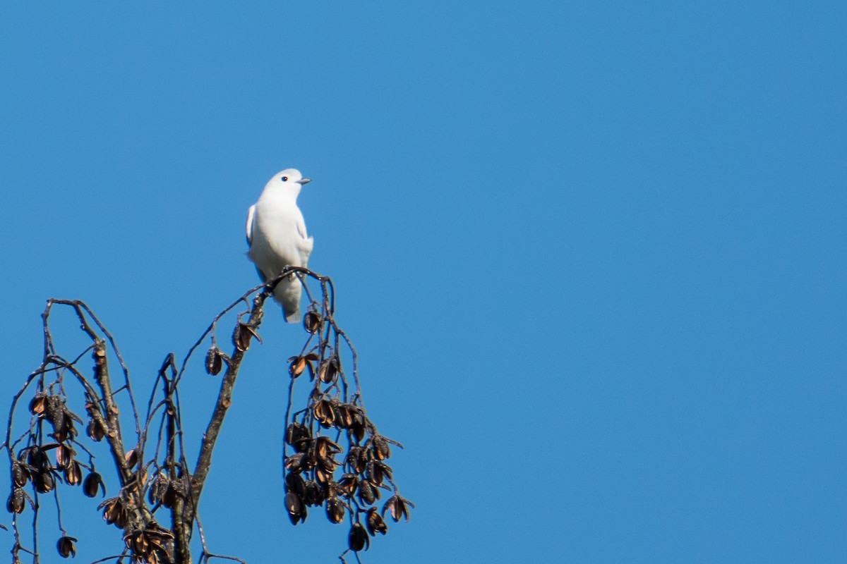 Snowy Cotinga - Merijn van den Bosch