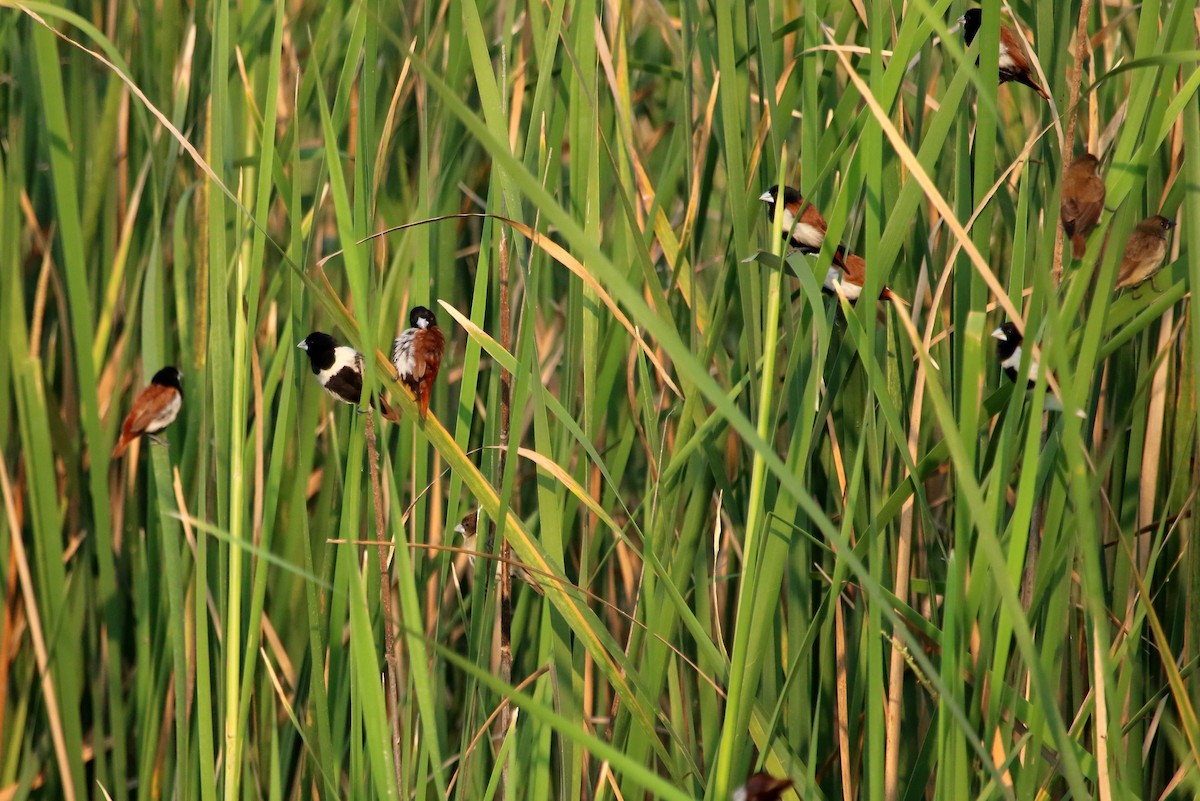 Tricolored Munia - ML41968541