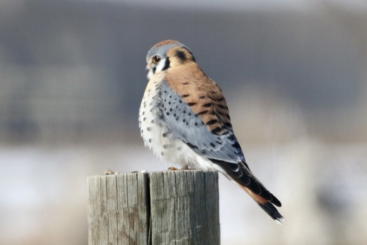 American Kestrel - ML419685501