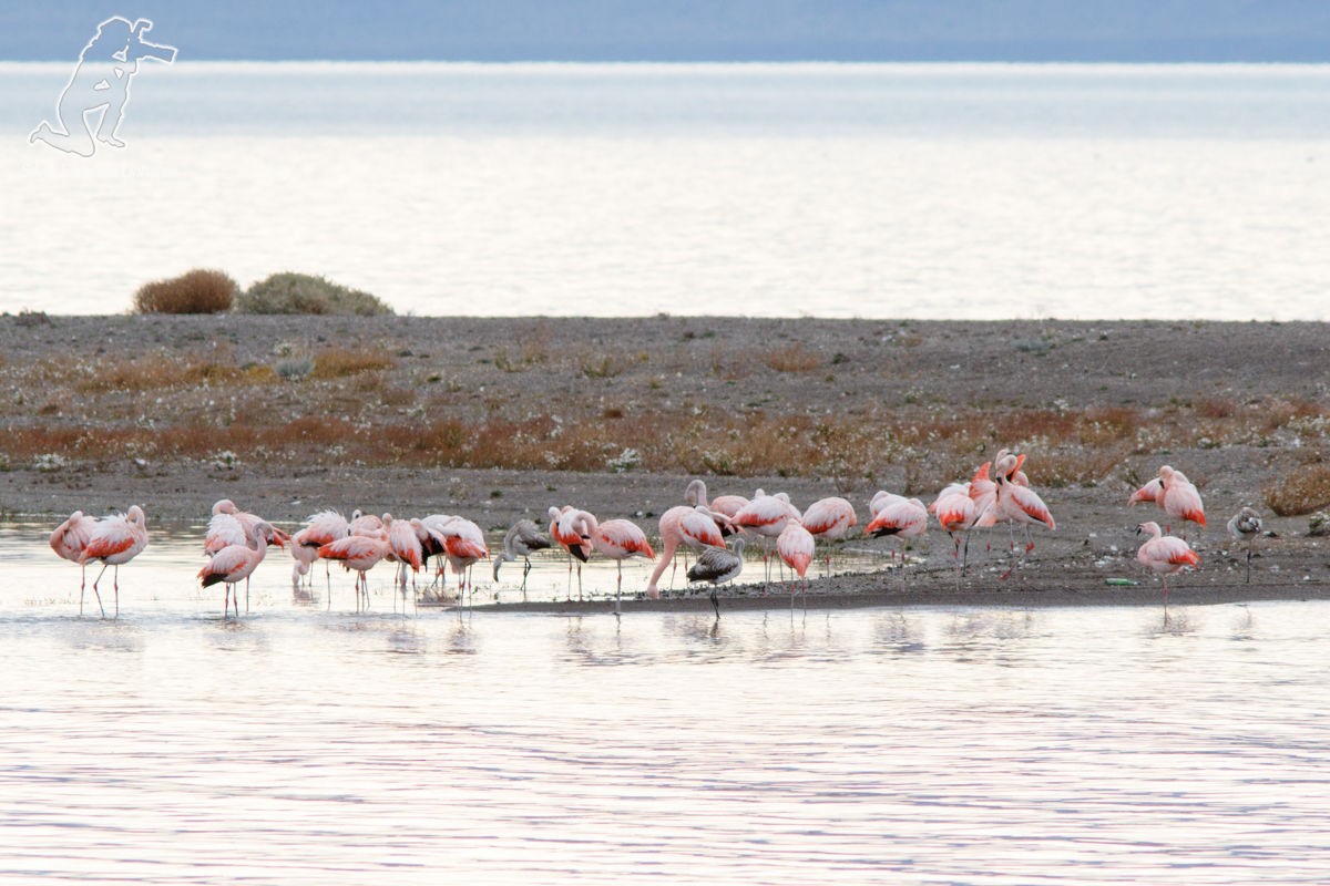 Chilean Flamingo - Silvia Faustino Linhares