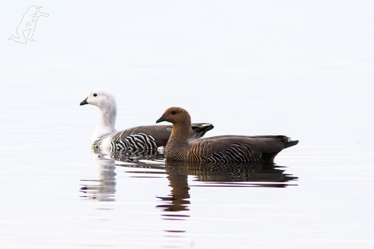 Upland Goose - Silvia Faustino Linhares