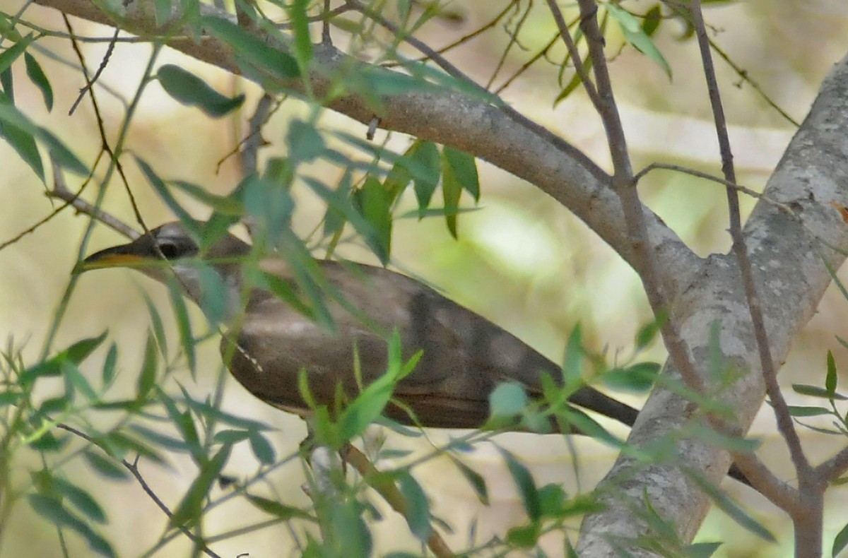 Yellow-billed Cuckoo - ML41968611