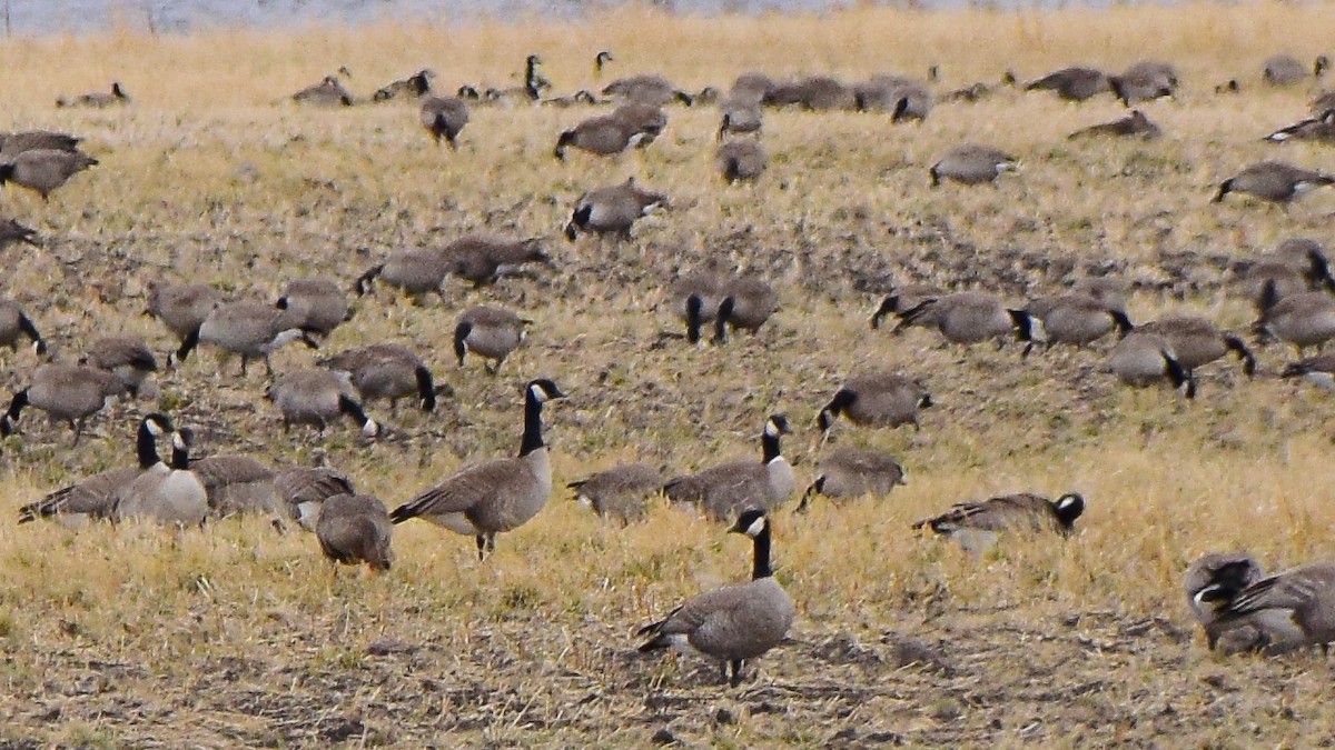 Cackling Goose (Richardson's) - ML419686431