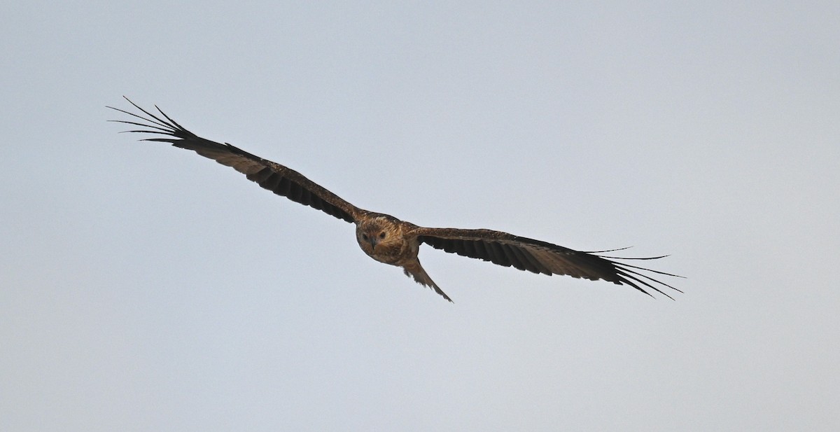 Whistling Kite - ML419687451