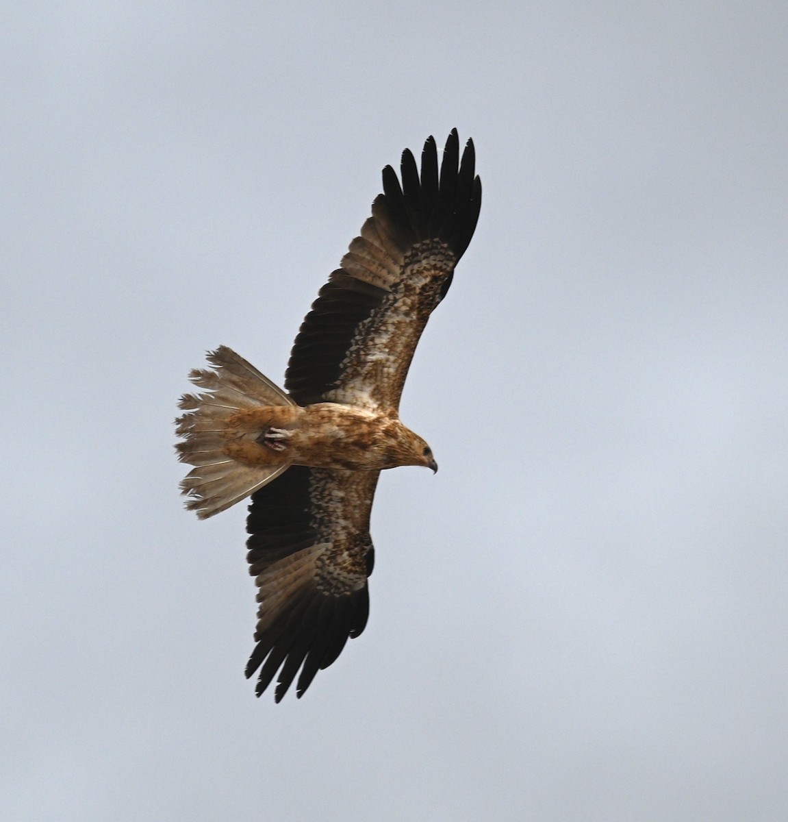 Whistling Kite - ML419687481
