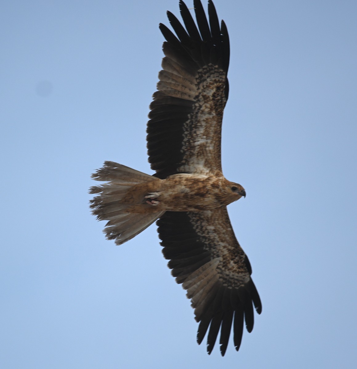 Whistling Kite - ML419687501