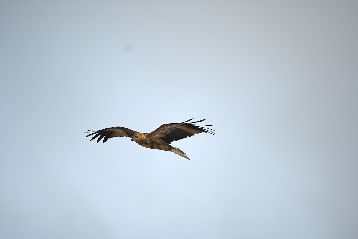 Whistling Kite - ML419687541