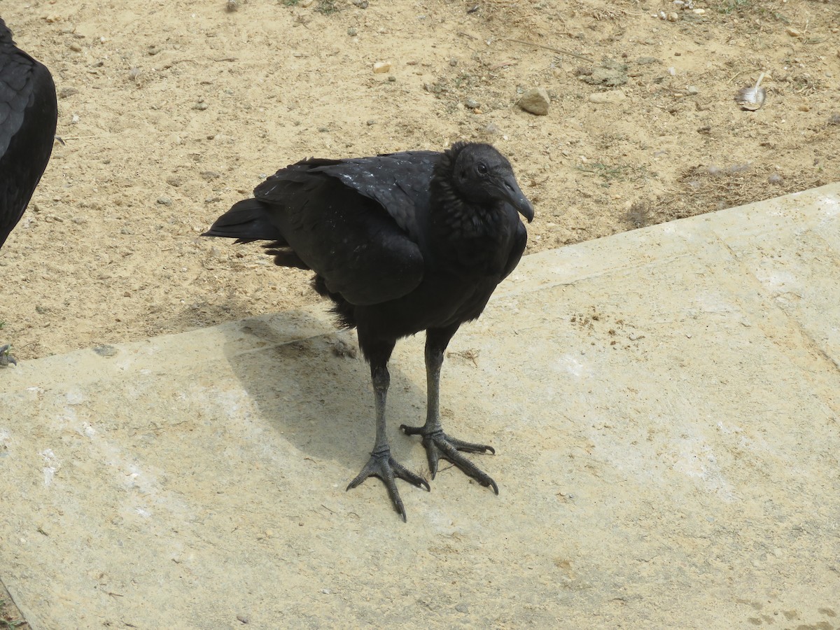 Black Vulture - ML419687591