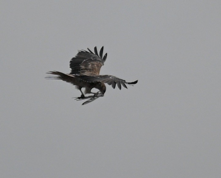 Whistling Kite - ML419688021
