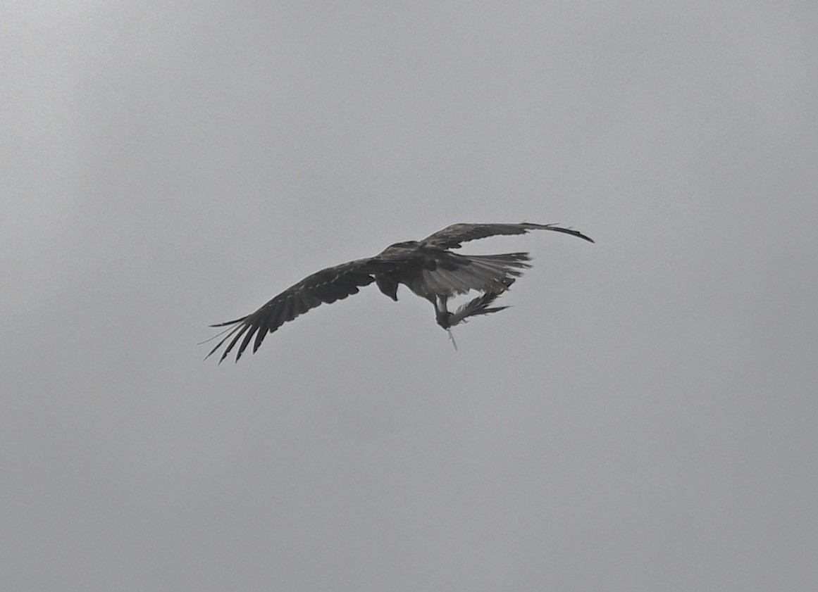 Whistling Kite - ML419688031